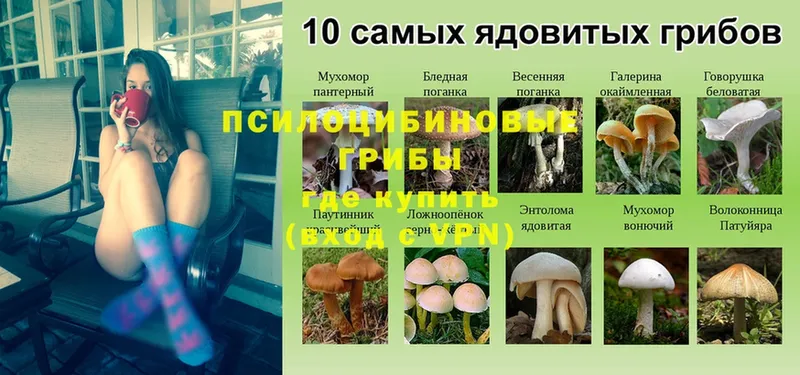 даркнет сайт  Выборг  Галлюциногенные грибы Psilocybe 